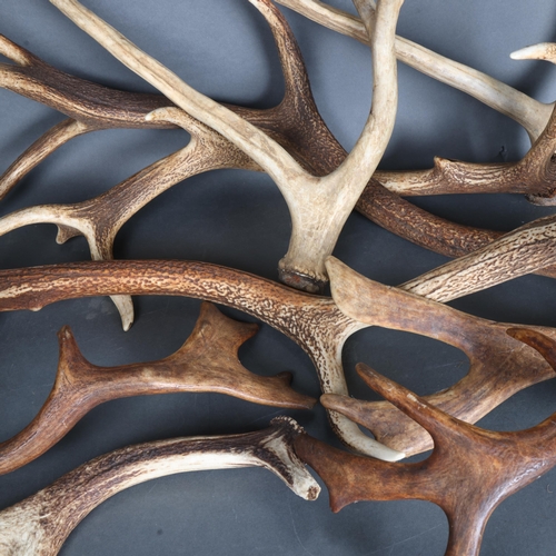 3345 - Antlers/Horns : A group of nine, naturally shed antlers, various species, largest 73cm, (9).