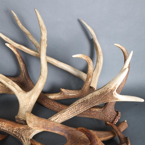 3345 - Antlers/Horns : A group of nine, naturally shed antlers, various species, largest 73cm, (9).