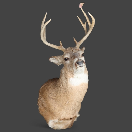 3346 - Taxidermy : A stunning White-tailed Deer, neck mount, 9 point (4 and 5), modern wall fixing point, w... 