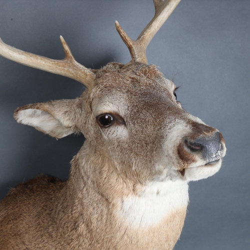 3346 - Taxidermy : A stunning White-tailed Deer, neck mount, 9 point (4 and 5), modern wall fixing point, w... 