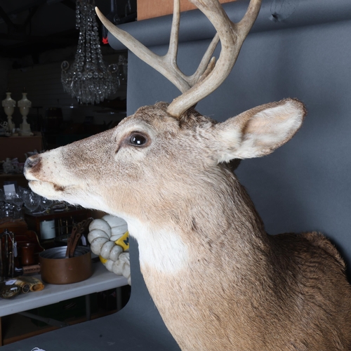 3346 - Taxidermy : A stunning White-tailed Deer, neck mount, 9 point (4 and 5), modern wall fixing point, w... 