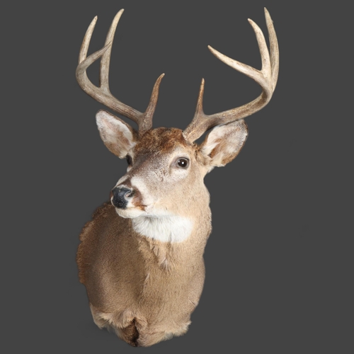 3347 - Taxidermy : A stunning White-tailed Deer, neck mount, 8 point (4 and 4), modern wall fixing point, w... 