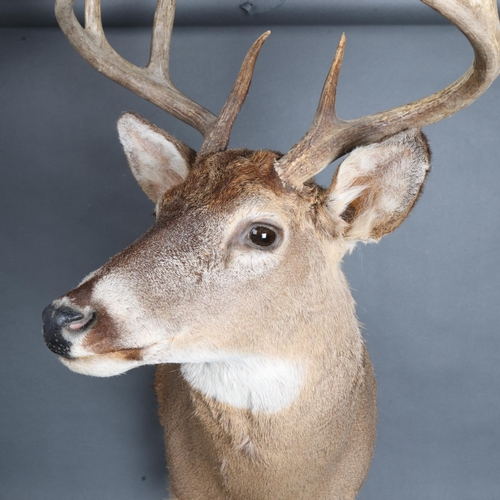 3347 - Taxidermy : A stunning White-tailed Deer, neck mount, 8 point (4 and 4), modern wall fixing point, w... 