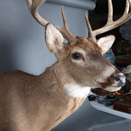 3347 - Taxidermy : A stunning White-tailed Deer, neck mount, 8 point (4 and 4), modern wall fixing point, w... 