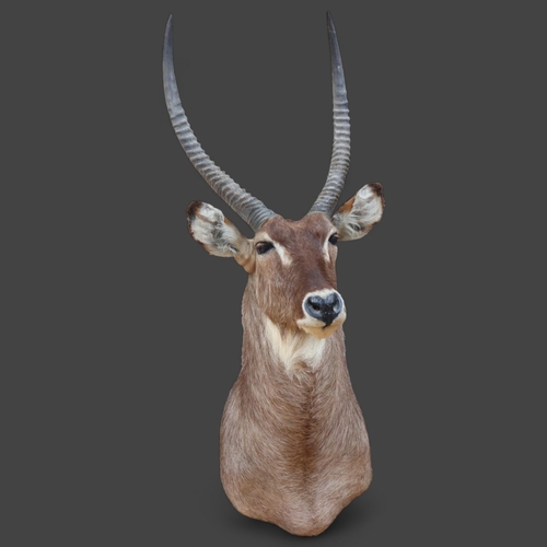 3348 - Taxidermy : A large and impressive African Waterbuck (Kobus ellipsiprymnus), neck mount, felt coveri... 