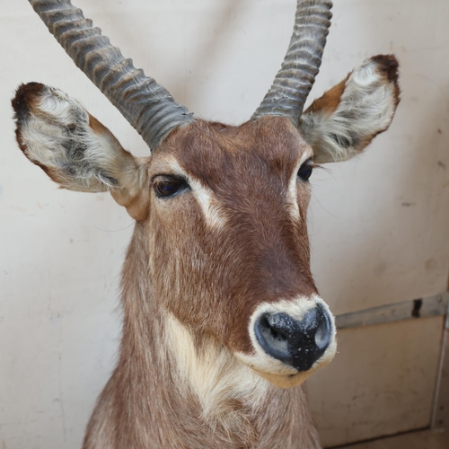 3348 - Taxidermy : A large and impressive African Waterbuck (Kobus ellipsiprymnus), neck mount, felt coveri... 