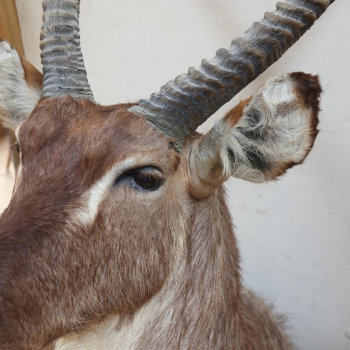 3348 - Taxidermy : A large and impressive African Waterbuck (Kobus ellipsiprymnus), neck mount, felt coveri... 