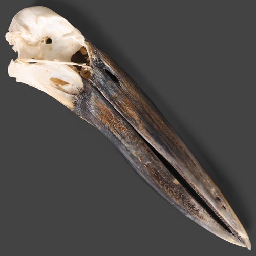 3349 - Taxidermy: African Openbill Stork Skull. A rarely encountered skull. CITES - (Anastomus lamelligerus... 