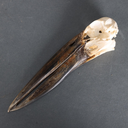 3349 - Taxidermy: African Openbill Stork Skull. A rarely encountered skull. CITES - (Anastomus lamelligerus... 