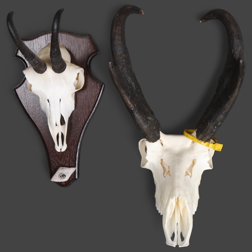 3350 - Antlers/Horns : A Pronghorn partial skull and horns, widest point 21cm, from wall 30cm, height 34cm,... 