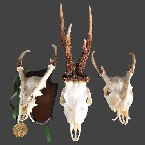 3351 - Antlers/Horns : A gold medal Muntjac deer skull mount, partial skull cap, height 29cm, a further unm... 