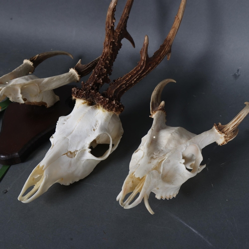 3351 - Antlers/Horns : A gold medal Muntjac deer skull mount, partial skull cap, height 29cm, a further unm... 