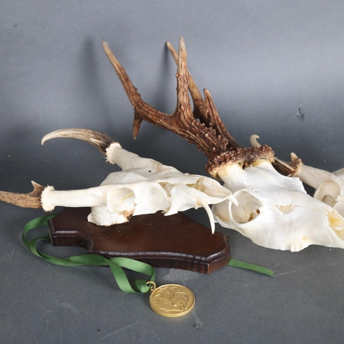 3351 - Antlers/Horns : A gold medal Muntjac deer skull mount, partial skull cap, height 29cm, a further unm... 