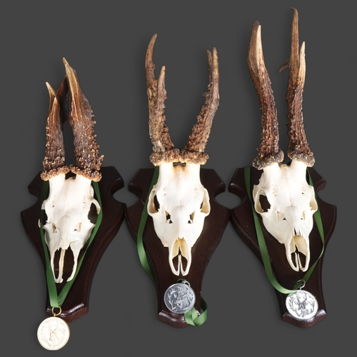 3352 - Antlers/Horns : A group of three Roe Deer medal mounts, antlers and partial skull mounted, all on tr... 