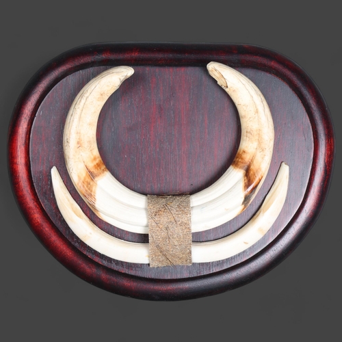 3353 - Taxidermy: Warthog Tusks on shield.
A set of upper and lower tusks from an African Common Warthog mo... 