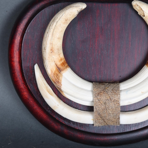 3353 - Taxidermy: Warthog Tusks on shield.
A set of upper and lower tusks from an African Common Warthog mo... 