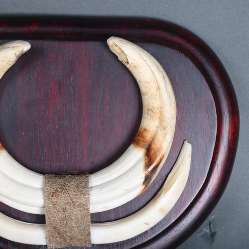 3353 - Taxidermy: Warthog Tusks on shield.
A set of upper and lower tusks from an African Common Warthog mo... 