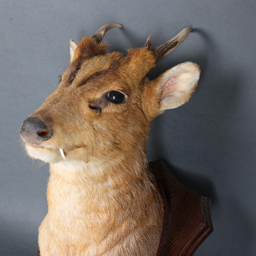 3355 - Taxidermy : A Muntjac Deer, Bronze medal, neck mount, on traditional oak shield, mounted by Colin Du... 