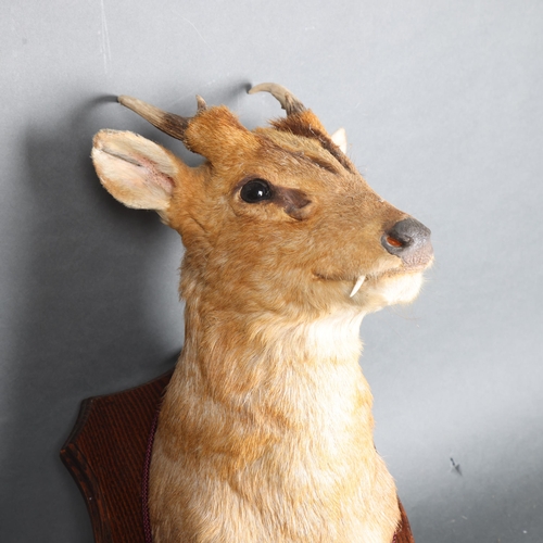 3355 - Taxidermy : A Muntjac Deer, Bronze medal, neck mount, on traditional oak shield, mounted by Colin Du... 