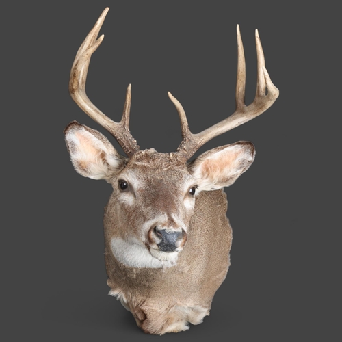 3356 - Taxidermy : A stunning White-tailed Deer, neck mount, 8 point (4 and 4), modern wall fixing point, w... 