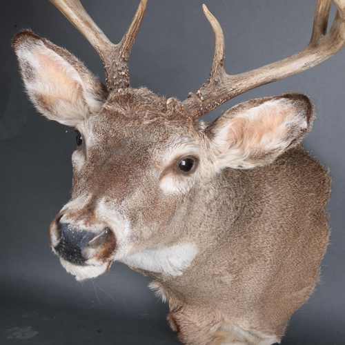 3356 - Taxidermy : A stunning White-tailed Deer, neck mount, 8 point (4 and 4), modern wall fixing point, w... 