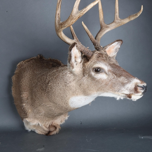 3356 - Taxidermy : A stunning White-tailed Deer, neck mount, 8 point (4 and 4), modern wall fixing point, w... 