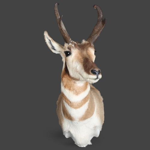 3358 - Taxidermy : A stunning Pronghorn (Antilocapra americana) , neck mount, modern wall mount fixing, wid... 