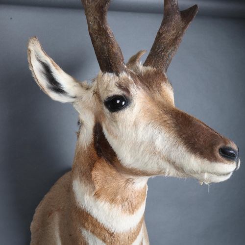 3358 - Taxidermy : A stunning Pronghorn (Antilocapra americana) , neck mount, modern wall mount fixing, wid... 