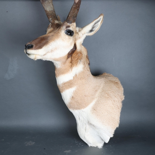 3358 - Taxidermy : A stunning Pronghorn (Antilocapra americana) , neck mount, modern wall mount fixing, wid... 