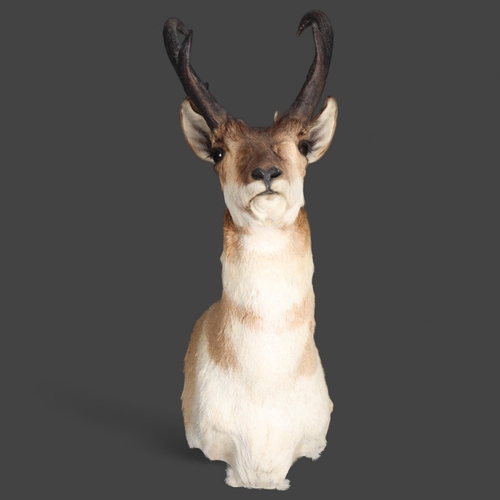 3359 - Taxidermy : A stunning Pronghorn (Antilocapra americana) , neck mount, modern wall mount fixing, wid... 