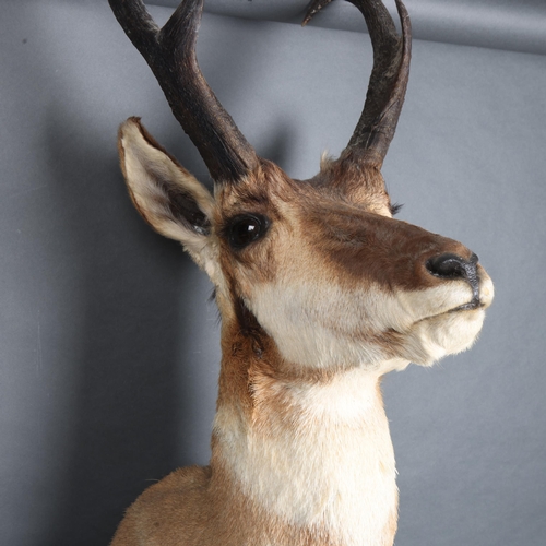 3359 - Taxidermy : A stunning Pronghorn (Antilocapra americana) , neck mount, modern wall mount fixing, wid... 