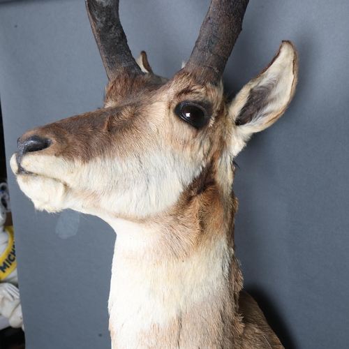 3359 - Taxidermy : A stunning Pronghorn (Antilocapra americana) , neck mount, modern wall mount fixing, wid... 