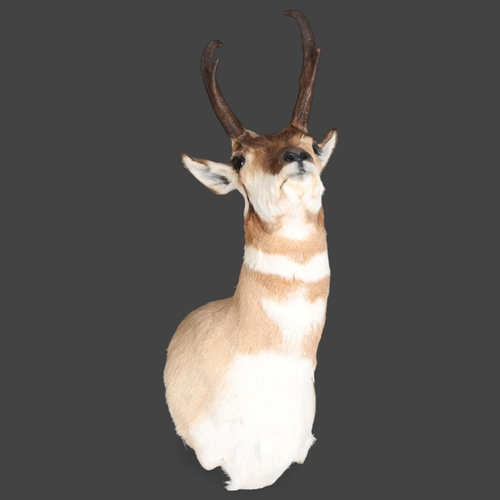 3360 - Taxidermy : A stunning Pronghorn (Antilocapra americana) , neck mount, modern wall mount fixing, wid... 