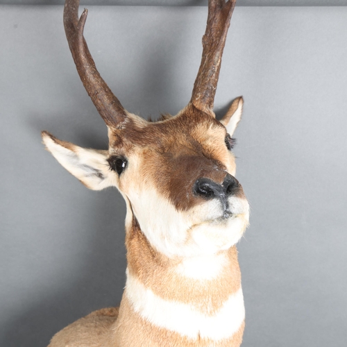 3360 - Taxidermy : A stunning Pronghorn (Antilocapra americana) , neck mount, modern wall mount fixing, wid... 