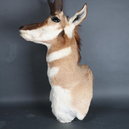 3360 - Taxidermy : A stunning Pronghorn (Antilocapra americana) , neck mount, modern wall mount fixing, wid... 