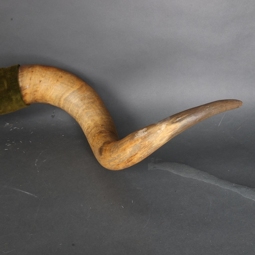 3361 - Antlers/Horns : A large pair of Ox horns, from the last working Ox in Northiam, East Sussex, overall... 