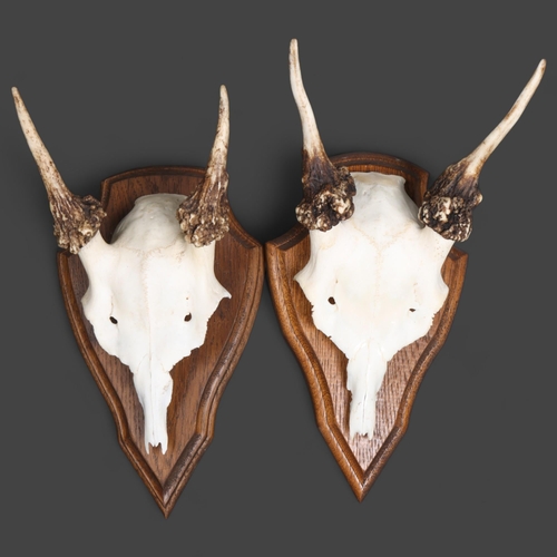 3363 - Antlers/Horns: Two Sets of Fallow Deer Spiker Antlers. Each set with antlers on skull cap mounted to... 