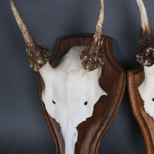 3363 - Antlers/Horns: Two Sets of Fallow Deer Spiker Antlers. Each set with antlers on skull cap mounted to... 