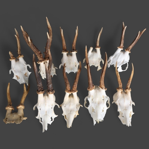 3364 - Antlers/Horns : A group of 10 Roe Deer partial skull and antlers, various sizes.