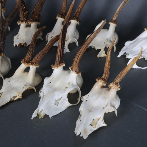 3364 - Antlers/Horns : A group of 10 Roe Deer partial skull and antlers, various sizes.