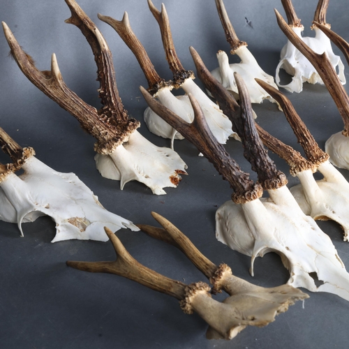 3364 - Antlers/Horns : A group of 10 Roe Deer partial skull and antlers, various sizes.