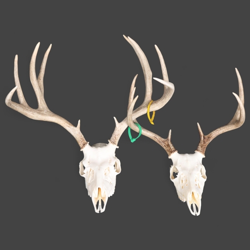 3365 - Antlers/Horns : Two similar White-tailed Deer partial skull and antlers, a 10 point (5 and 5), and a... 