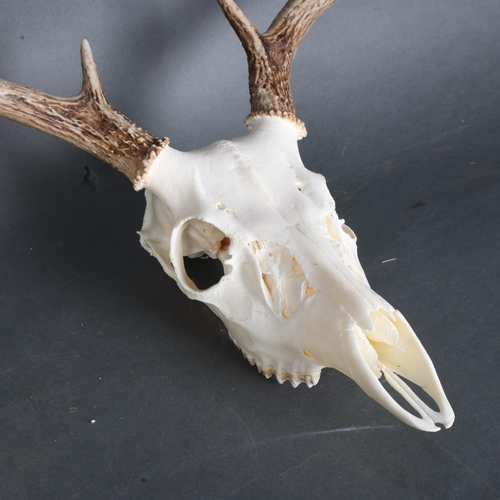 3365 - Antlers/Horns : Two similar White-tailed Deer partial skull and antlers, a 10 point (5 and 5), and a... 