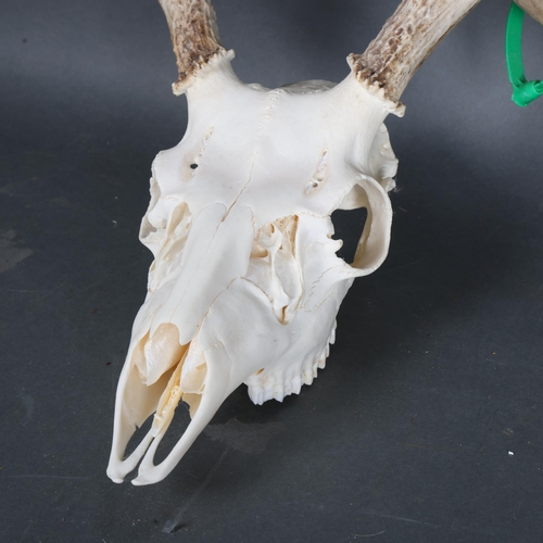 3365 - Antlers/Horns : Two similar White-tailed Deer partial skull and antlers, a 10 point (5 and 5), and a... 