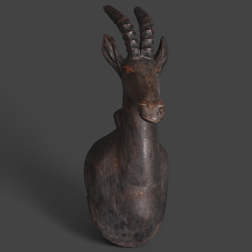 3366 - Natural History : A carved hardwood study of Antelope, unsigned, from wall 31cm , height 54cm.