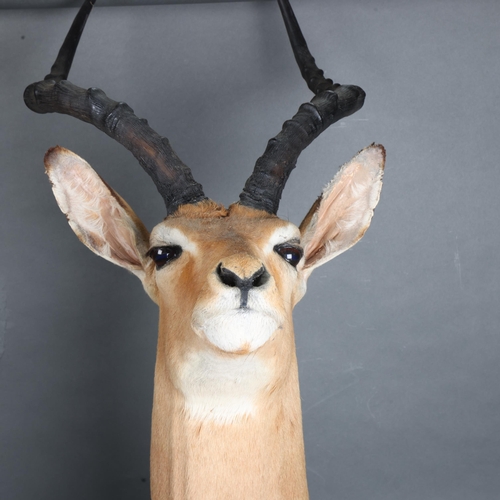 3367 - Taxidermy : An African Springbok, neck mount, modern wall mount fixing, widest point 16cm, from wall... 