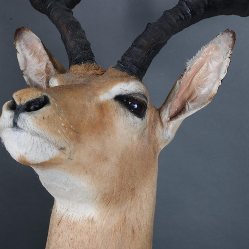 3367 - Taxidermy : An African Springbok, neck mount, modern wall mount fixing, widest point 16cm, from wall... 