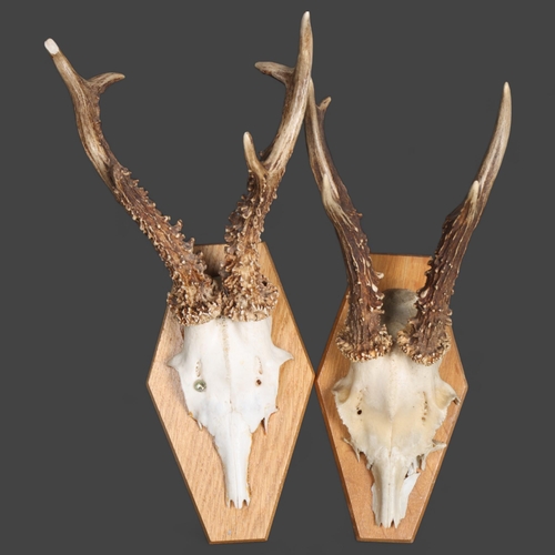 3368 - Antlers/Horns: Two Sets of Roe Deer Antlers. Each set with antlers on skull cap mounted to wood shie... 