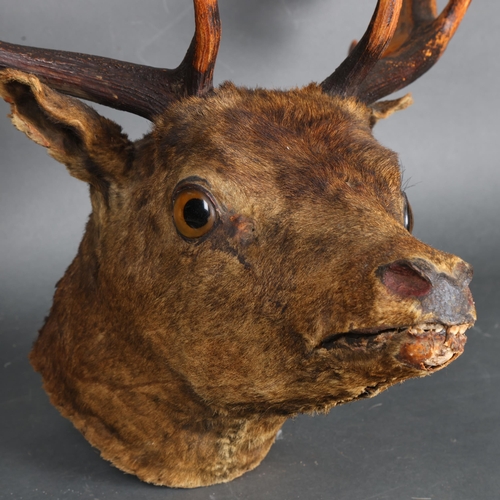 3370 - Taxidermy : A Antique Fallow Deer (Dama dama), neck mount, no shield, widest point 56cm, from wall 4... 