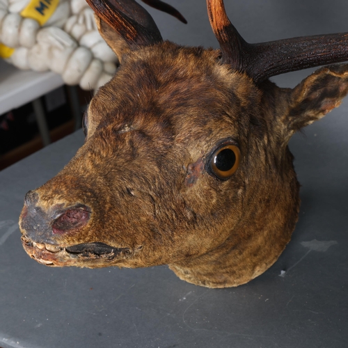 3370 - Taxidermy : A Antique Fallow Deer (Dama dama), neck mount, no shield, widest point 56cm, from wall 4... 